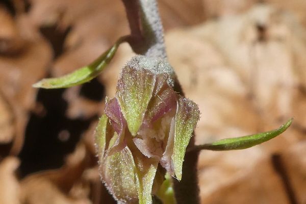 Small-leaved helleborine