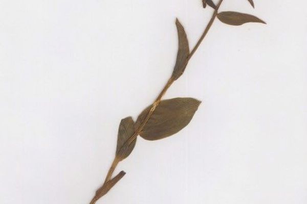Mueller's epipactis