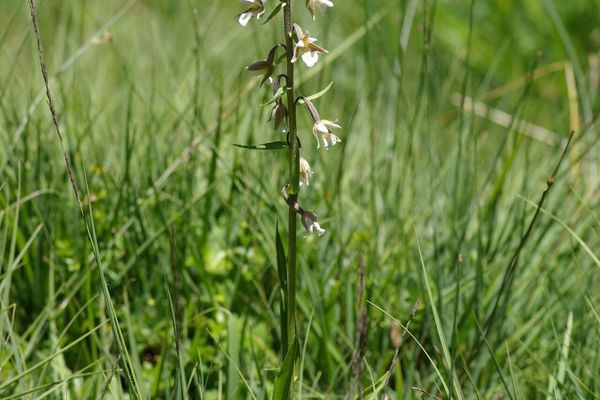 Marsh orchid
