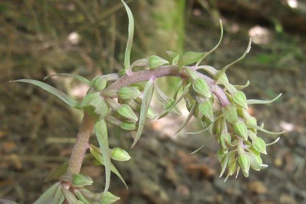 Violet helleborine
