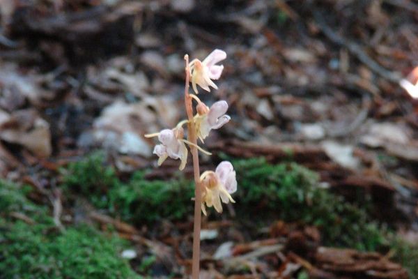 Ghost orchid
