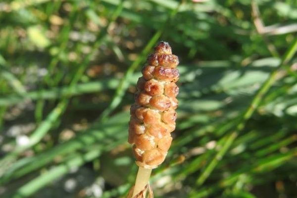Equisetum bogotense