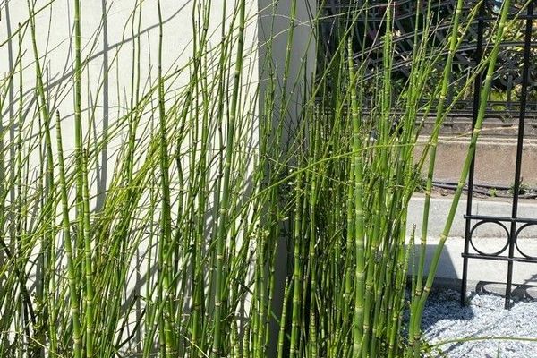 River horsetail