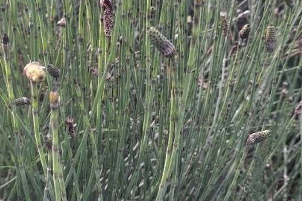 Giant horsetail