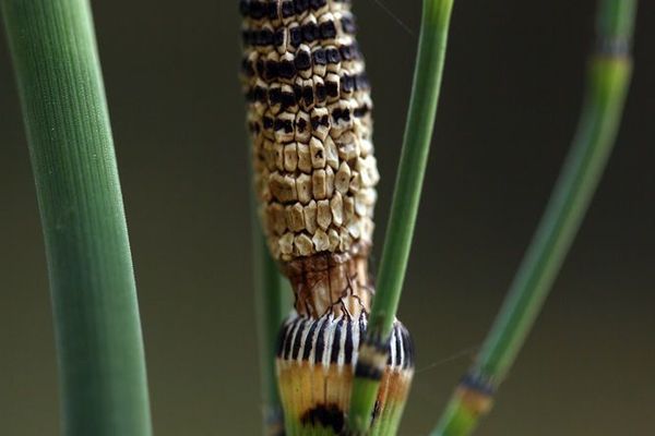 Smooth scouring-rush