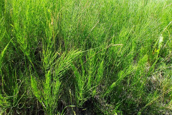 Marsh horsetail