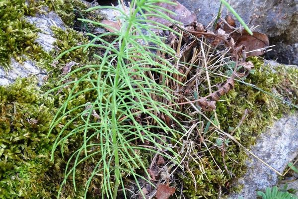 Meadow horsetail
