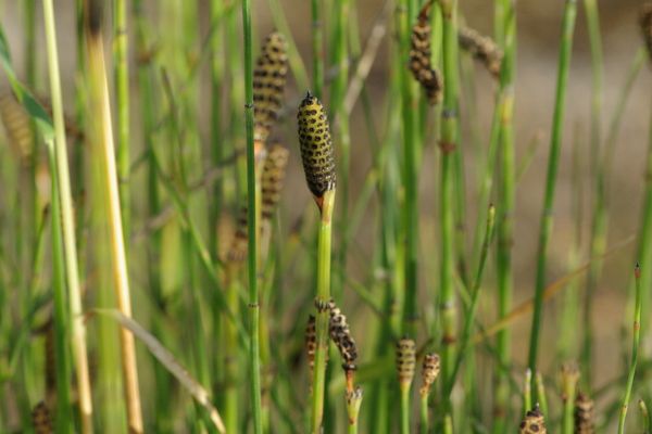 Branched horsetail