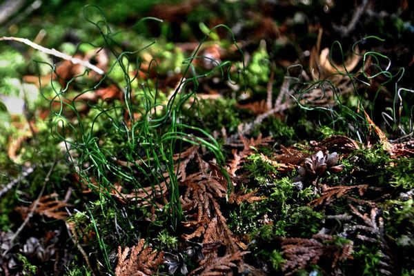 Dwarf scouringrush