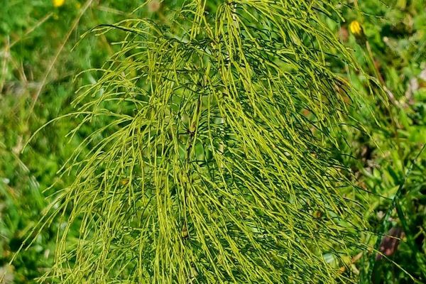 Wood horsetail