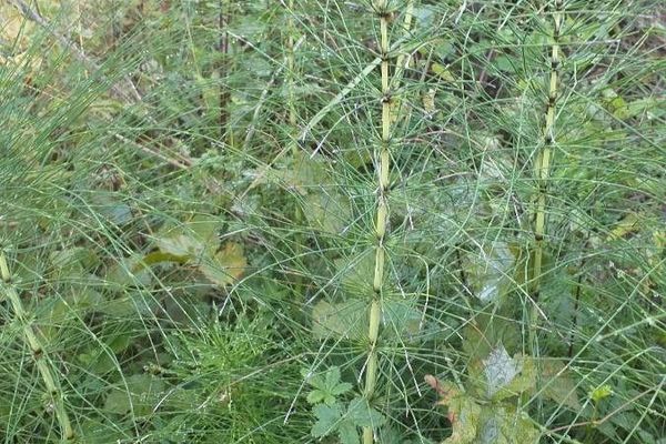 Great horsetail