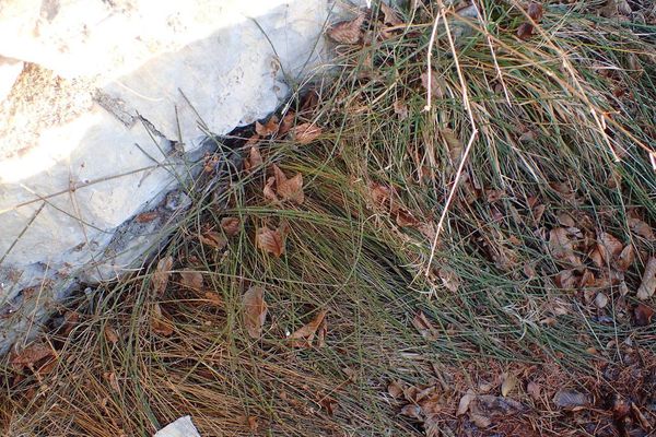 Variegated horsetail