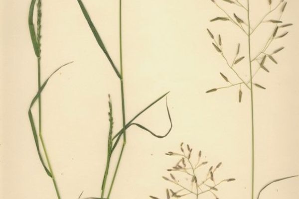 Pitted love grass