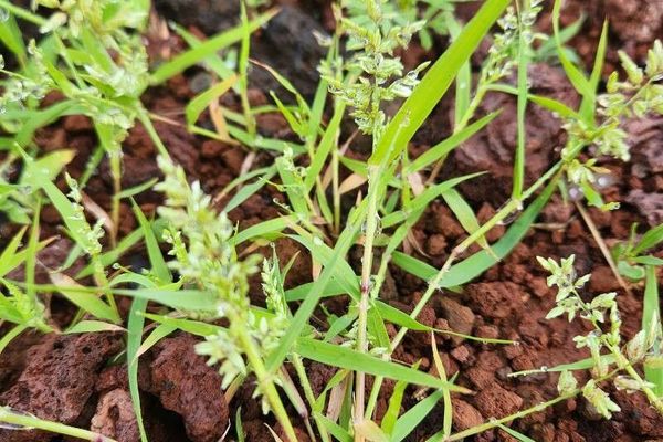 Stinkgrass