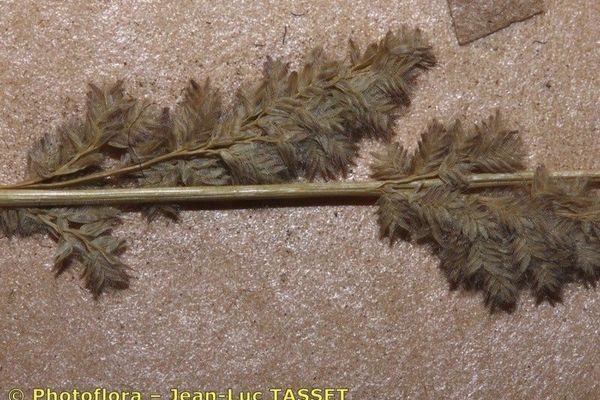 Gophertail lovegrass