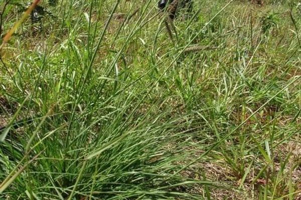 African love grass