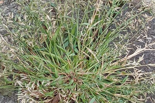 Small stink grass