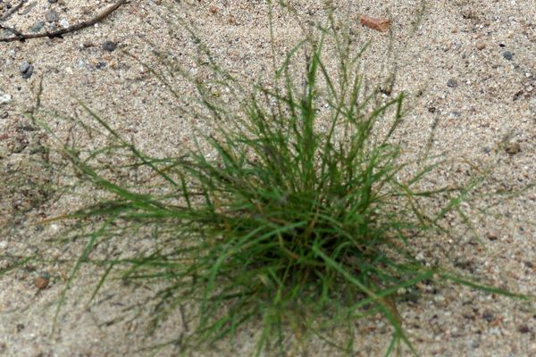 Tufted lovegrass
