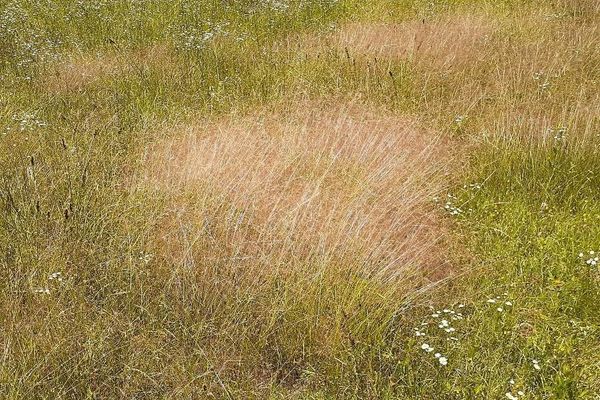 Purple love grass