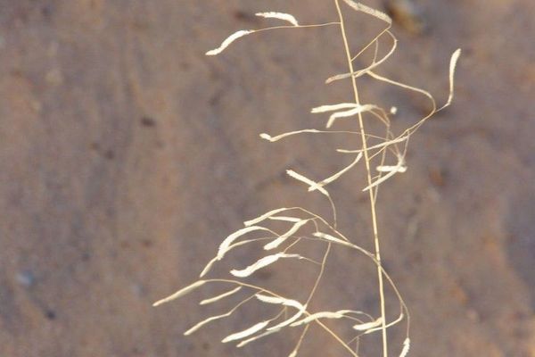 Eragrostis tremula