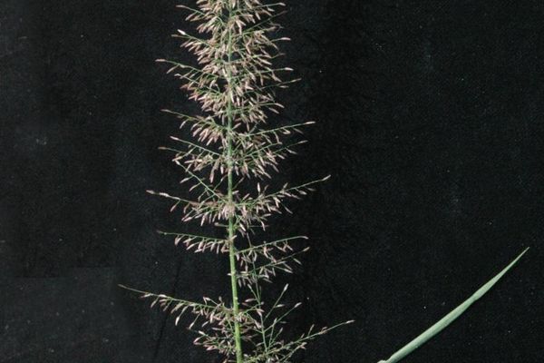 Eragrostis viscosa