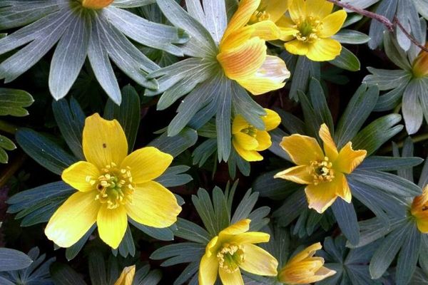 Winter-aconite