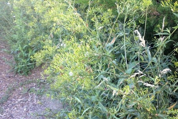 Coastal burnweed