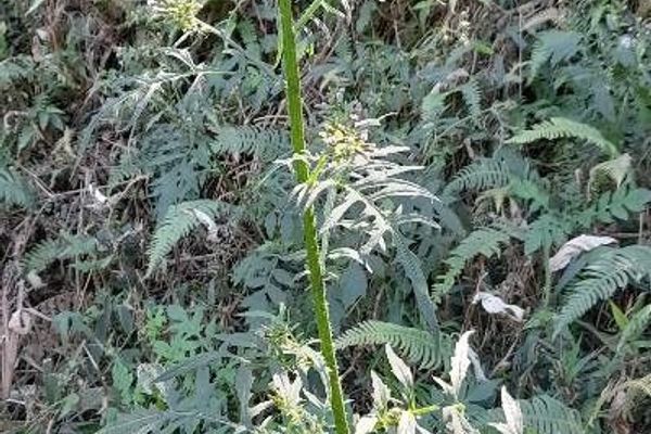 Tropical burnweed