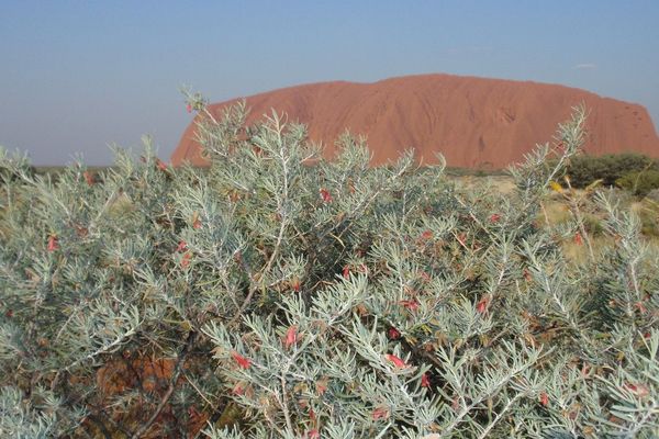 Crimson turkeybush