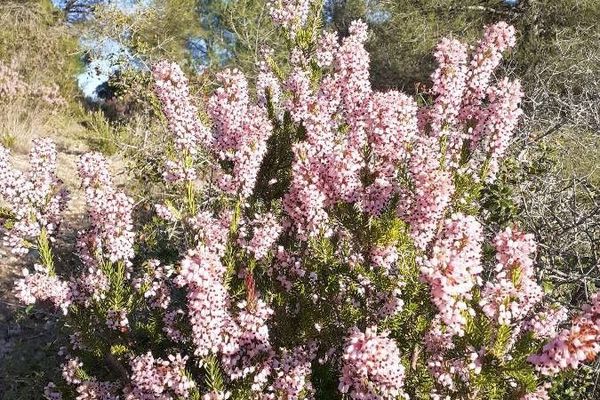 Tree heath