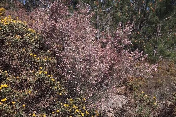 Spanish heath