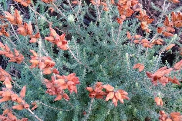 Dorset heath