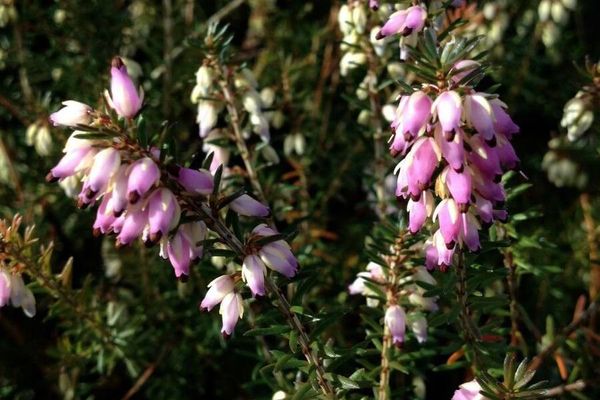 Gray heath