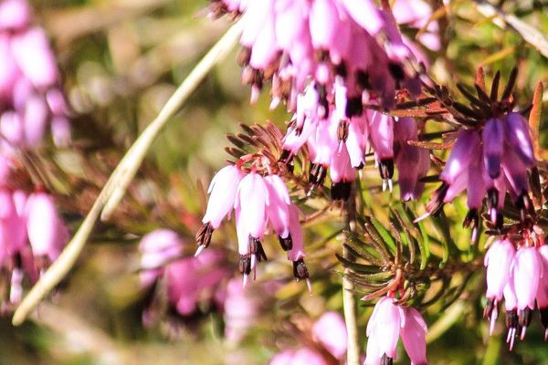 Spring heath