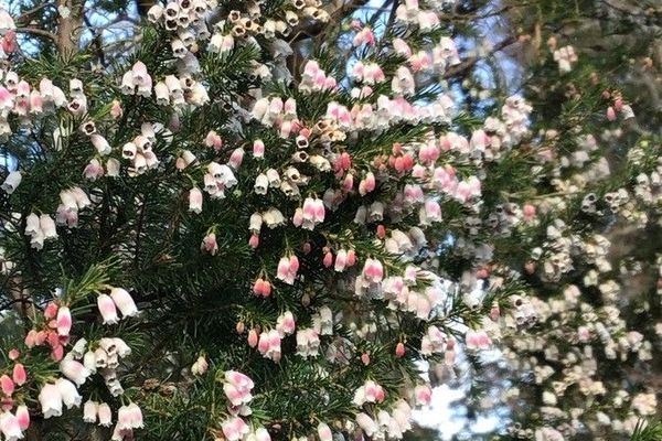 Spanish heath