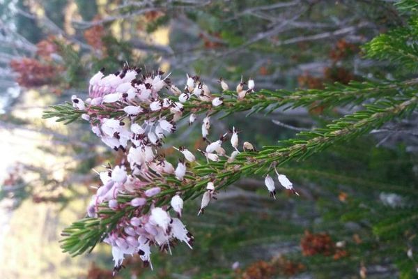 Mediterranean heath