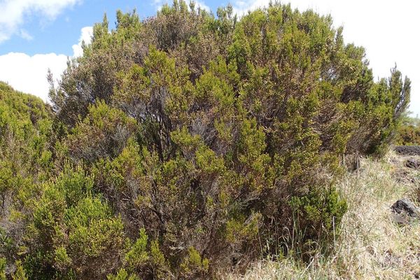 Erica reunionensis