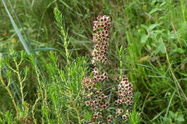 Besom heath