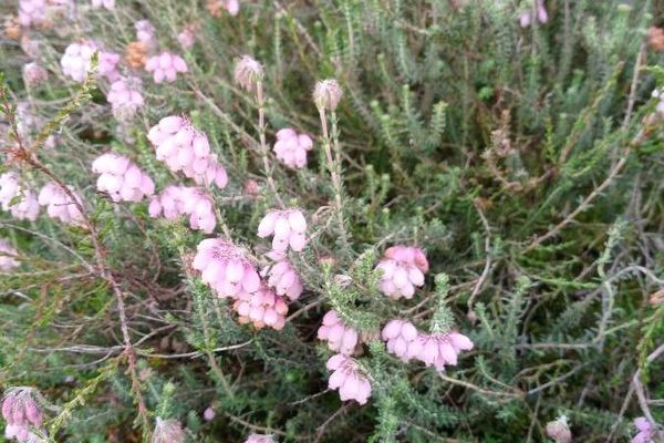 Bog-heather