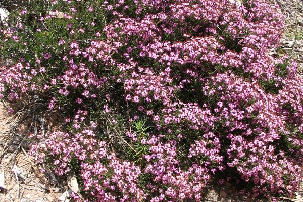 Dwarf spanish heath