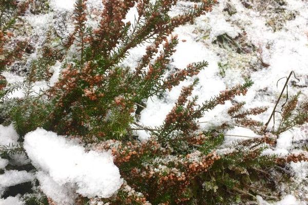 Cornish heath