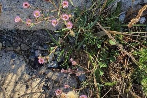 Bitter daisy