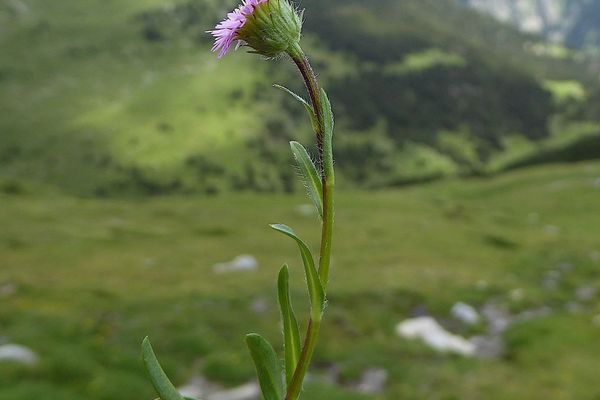 Alpine fleabane