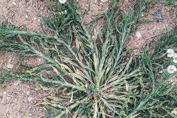 Argentine fleabane