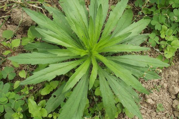Horseweed