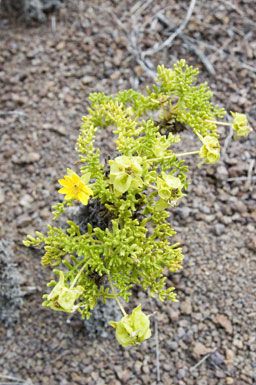 Dwarf mountain fleabane