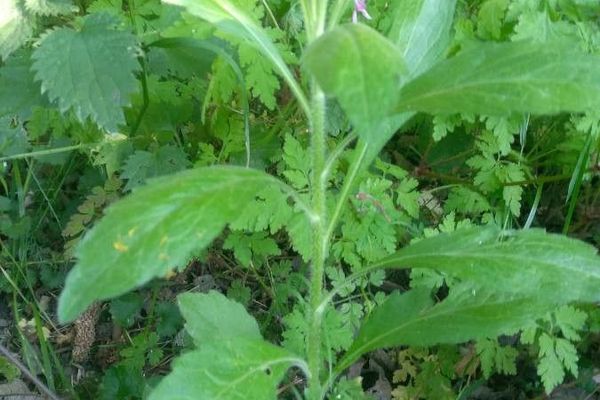 Bilbao fleabane