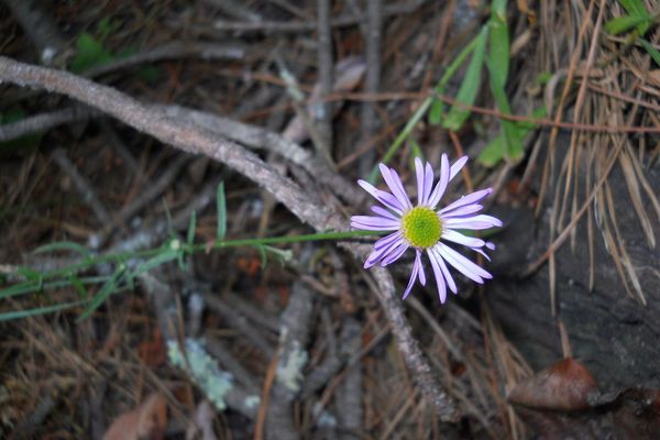 Leafy fleabane