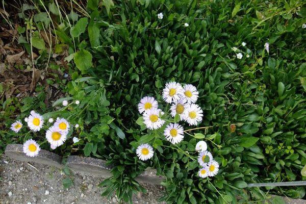 Streamside fleabane