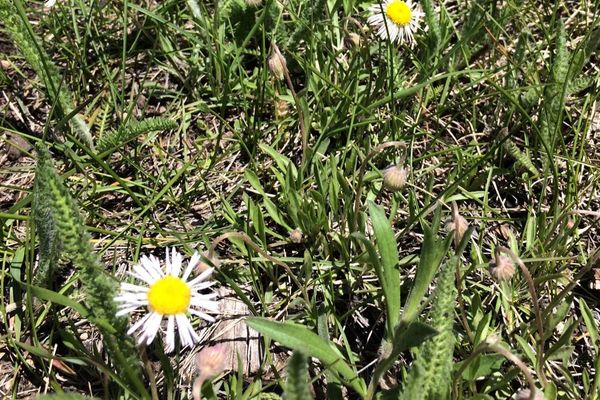 Arctic alpine fleabane